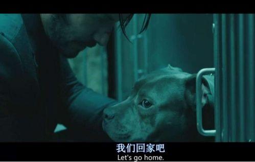 疾速追杀在线观看,速度与激情的复仇之旅 第3张 疾速追杀在线观看,速度与激情的复仇之旅 第3张